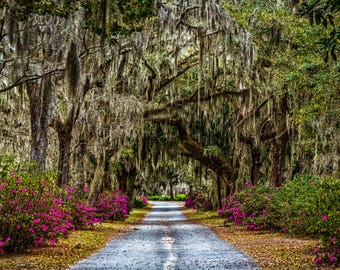Savannah, Georgia: Azaleas and Spanish Moss. Photography Print, Southern Wall Art, and a Bonus!! FREE DIGITAL DOWNLOAD with every purchase!