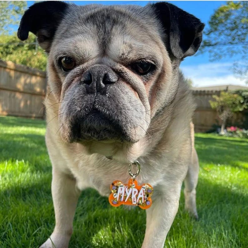 May include: A fawn-colored pug with a black muzzle and ears stands on green grass. The dog wears a bone-shaped orange pet tag that reads "MYRA" in white letters. The tag has a decorative design with small images. The background includes a wooden fence and trees.