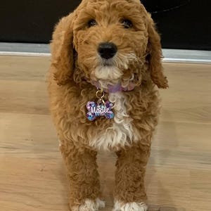 May include: A fluffy, brown Goldendoodle puppy with a white chest and paws stands facing the camera. The puppy wears a purple collar and a name tag that reads "Maple". The dog's fur is curly and soft-looking.