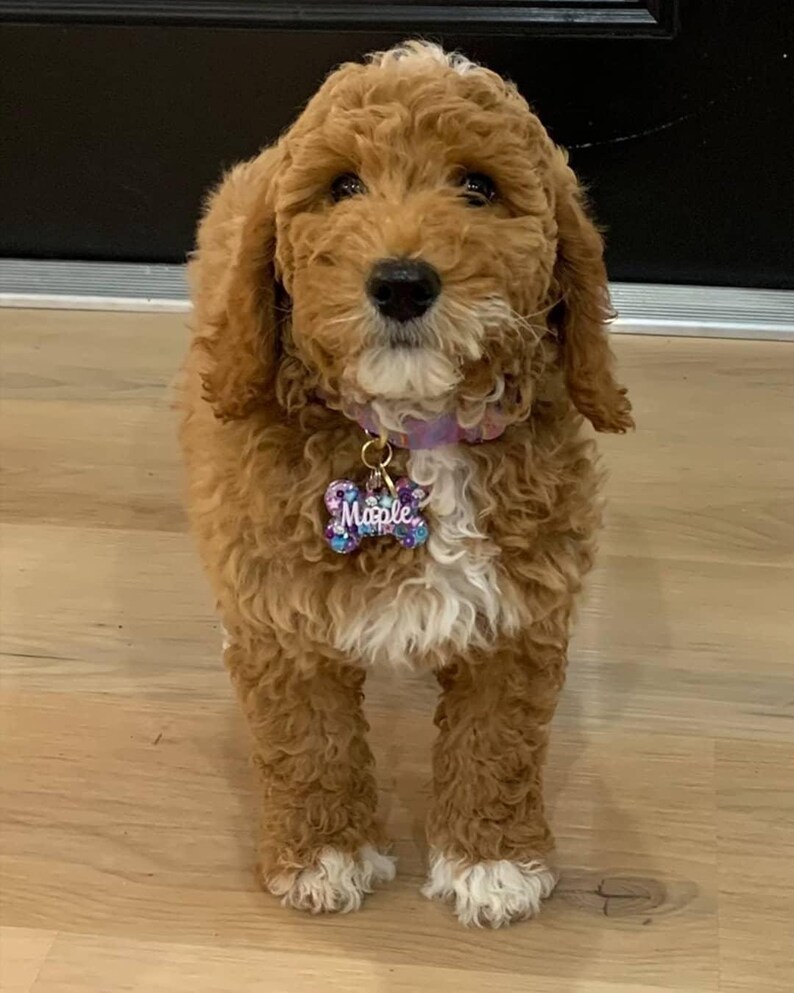 May include: A fluffy, brown Goldendoodle puppy with a white chest and paws stands facing the camera. The puppy wears a purple collar and a name tag that reads "Maple". The dog's fur is curly and soft-looking.