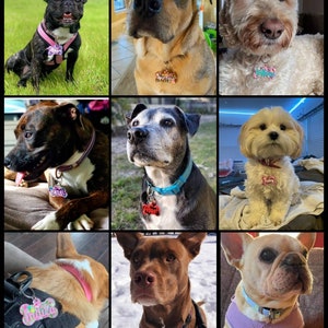 May include: A collage of nine dogs, each wearing a colorful pet tag. The tags display names like "Hazel", "Pepper", and "Judith". The dogs vary in breed and color, with some wearing harnesses and collars.