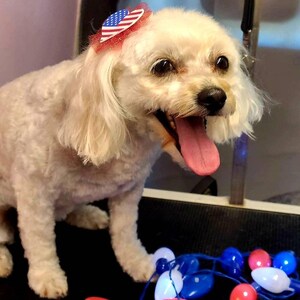 American Patriotic Independence Day Dog Bows, Forth of July Bow, Memorial Day Grooming Top-Knot Bows image 2