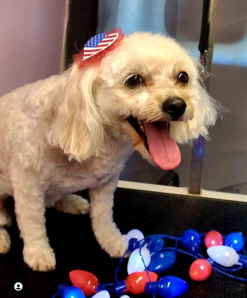 American Patriotic Independence Day Dog Bows, Forth of July Bow, Memorial Day Grooming Top-Knot Bows image 2