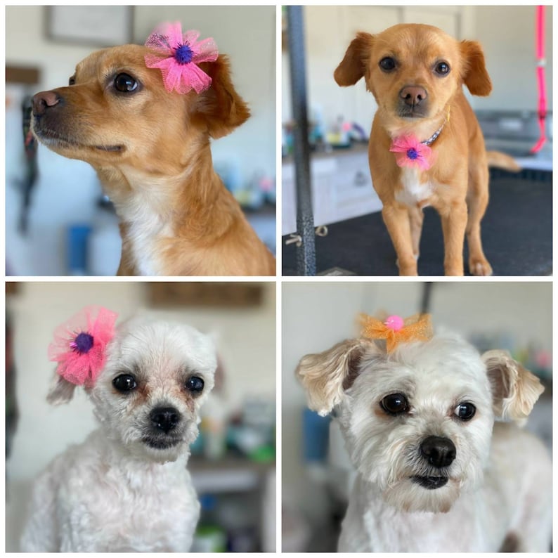 Rainbow Dog Bows Custom Grooming TopKnot Bows Pink & Purple Etsy