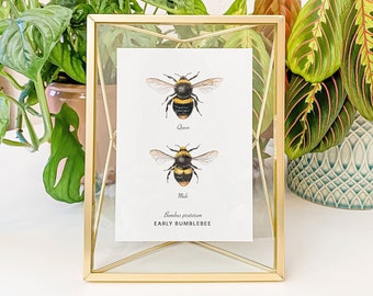 Pack of 6 British Bumblebee Greeting Cards - A6