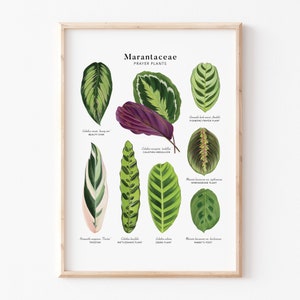 A4 Prayer Plants Marantaceae Giclée Print image 1