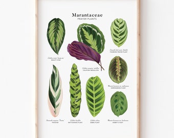 A4 Prayer Plants (Marantaceae) Giclée Print