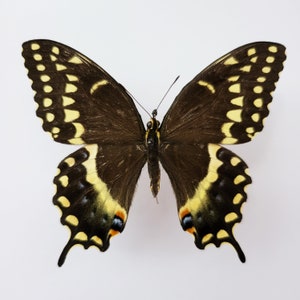 Palamedes Schwalbenschwanz oder Lorbeer Schwalbenschwanz, Spread Schmetterling, für Ohrring Kunst, Kunsthandwerk und Schmuck