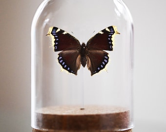 Mourning Cloke, Nymphalis antiopa, Camberwell beauty, Bell Jar, Real butterfly