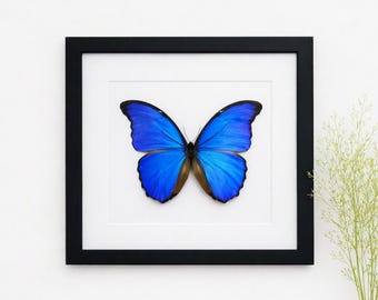 Framed Morpho Didius, The Giant Blue Morpho, A Framed Butterfly, A Real Butterfly, In A Box Frame.