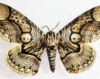 Brahmaea wallichii, also known as the owl moth, Real Butterfly, for Earring arts, crafts and jewellery