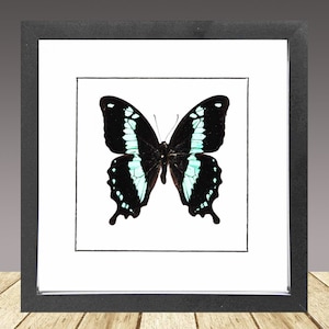 Papilio oribazus, mariposa enmarcada, mariposa real, insecto real