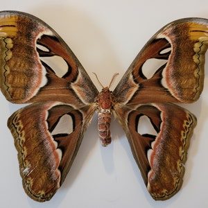 May include: A large, brown and white Atlas moth with intricate wing patterns. The moth has a wingspan of approximately 25 cm.
