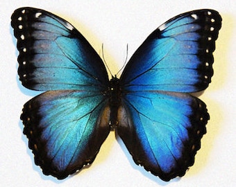本物のバイオレットモルフォ蝶 - Morpho helenor violaceus - ビクトリ