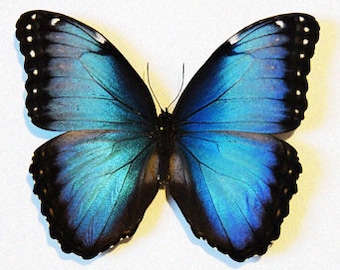 Spread Helenor Blue Morpho, Morpho helenor carillensis,, real butterfly