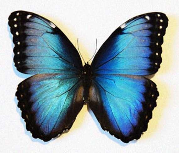 Morpho helenor pindarus 標本 ♀ Spread Helenor Blue Morpho, Morpho Helenor Carillensis,, Real