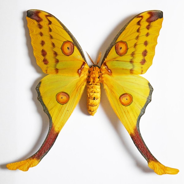The Comet Moth, Argema Mittrei, Spread moth, real moth, real insect, real butterfly
