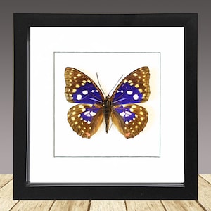 Great Purple Emperor, Sasakia charonda coreana, Framed Butterfly, Framed insect, Real Butterfly