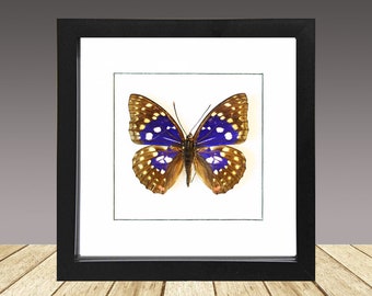 Great Purple Emperor, Sasakia charonda coreana, Framed Butterfly, Framed insect, Real Butterfly