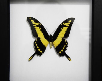 King Swallowtail Papilio Thoas, framed butterfly, framed insect