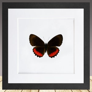Puede incluir: Un espécimen de mariposa enmarcado con alas negras y ribetes rojos. La mariposa está montada sobre un fondo blanco.