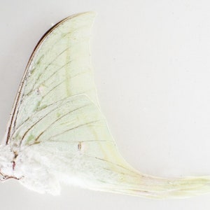 Papered/Unset/Unmounted/Folded Real butterfly, Actias selene, Earring arts, crafts and jewellery,) A- CONDITION - pre-order