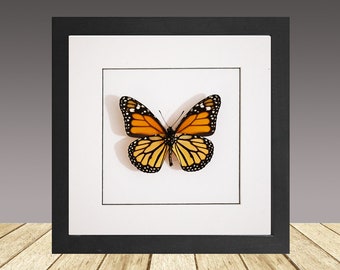 The monarch butterfly, Danaus plexippus, framed butterfly, real insect