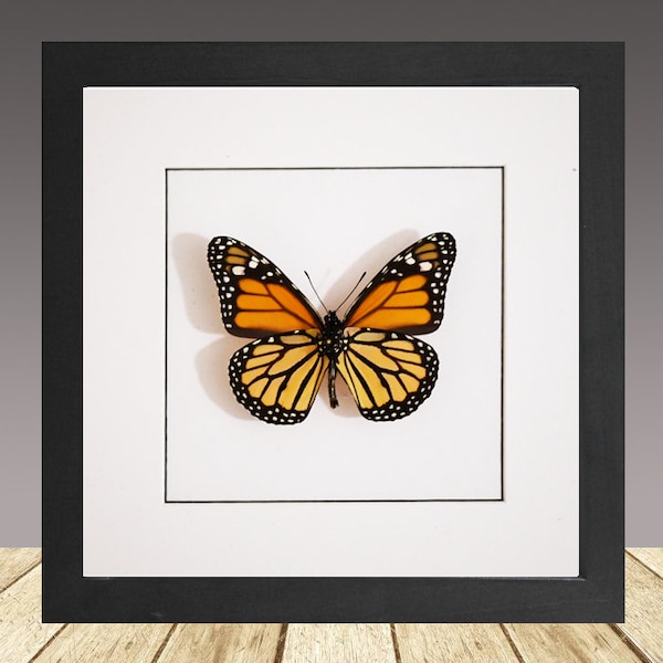 Le monarque, Danaus plexippus, papillon encadré, véritable insecte