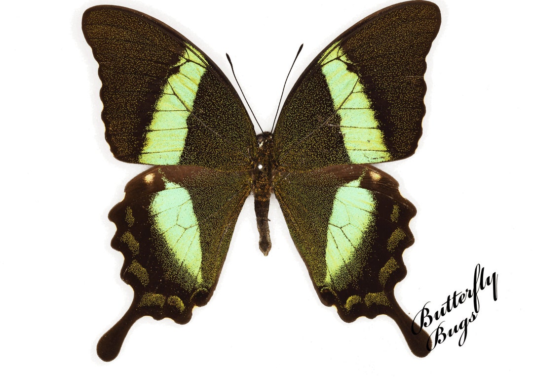 Real Butterfly spread Butterfly papilio Palinurus Etsy UK