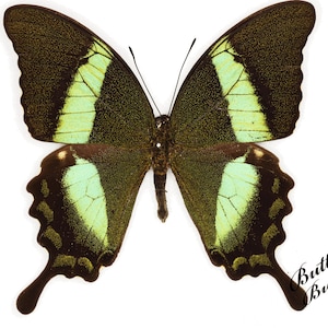 Real butterfly ,Spread butterfly ,Papilio palinurus butterflies, for Earring arts, crafts and jewellery