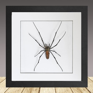 May include: Framed insect display. A large spider with long, black legs and a brown and tan body is centered on a white background within a black frame. The artwork is displayed on a wooden surface, creating a striking contrast.