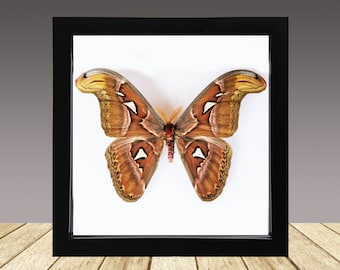 Sia ferox Indonesia (ID) - Pair of unmounted real cricket for