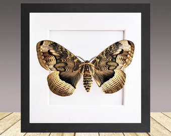 Brahmaea certhia, the Sino-Korean owl moth, framed moth, real insect, real moth.