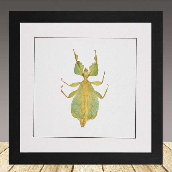 Phyllium celebicum Leaf Insect, framed insect, real insect