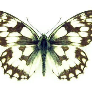 Marbled White Butterfly, for Earring arts, crafts and jewellery