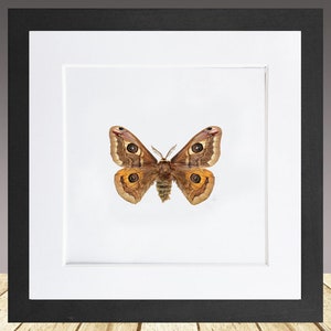Emperor Moth, Saturnia pavoniella , Framed moth, Real insect