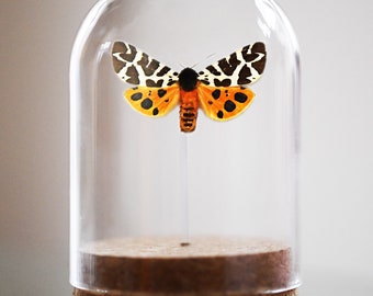 Garden Tiger Moth, Bell Jar, Real moth, real insect