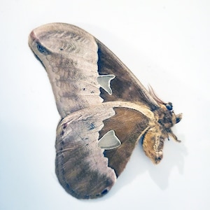 Papered/Unset/Unmounted/Folded Real butterfly, Rothschildia hesperus, for Earring arts, crafts and jewellery, A1-/A-