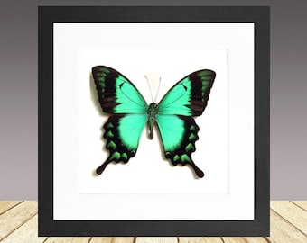 Papilio lorquinianus, la mariposa cola de golondrina verde mar, enmarcada, insecto real