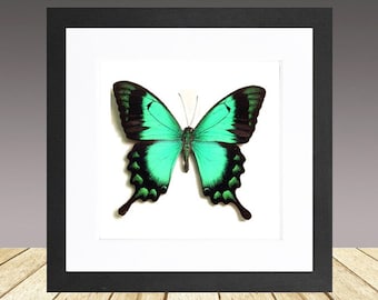 Papilio lorquinianus, the sea green swallowtail, framed butterfly, real insect