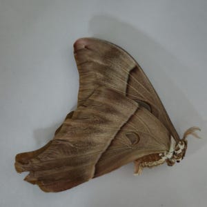 Papered/Unset/Unmounted/Folded Real MOTH, Coscinocera FEMALE hercules A2, the Hercules moth,RARE, for Earring arts, crafts and jewellery