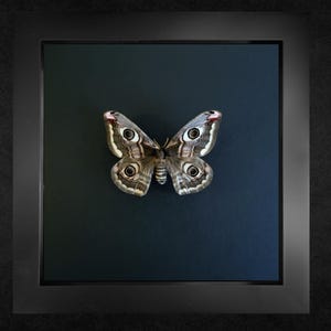 The Emperor Moth, framed moth, real moth