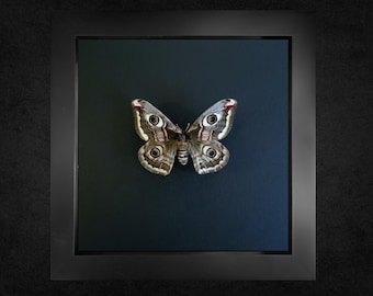 本物の赤い Zygaenid 蛾の額入り剥製 - Campylotes burmanus - 大型