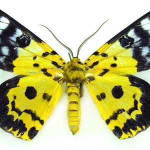May include: A yellow and black moth with white spots on its wings. The moth has a distinctive pattern of black spots on its yellow wings.