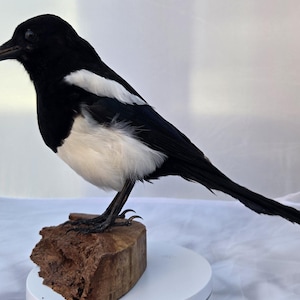 Tassidermia di gazza - Esibizione di uccello imbalsamato di grande impatto / Posa appollaiata indipendente / Esemplare reale