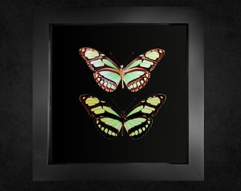 Philaethria dido, el bambú escaso, mariposa enmarcada, mariposa enmarcada, insecto real