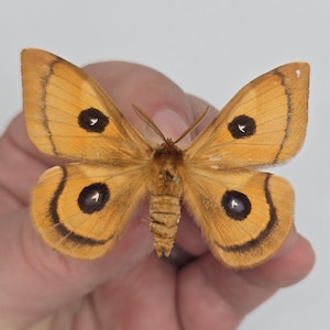 TAU Silkmoth, Spread moth, real moth, real insect, real butterfly