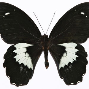 The Giant Forest Swallowtail, Papilio gambrisius,Spread butterfly , for Earring arts, crafts and jewellery