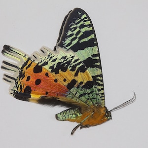 Papered/Unset/Unmounted/Folded Real butterfly,sunset moth, for Earring arts, crafts and jewellery, A1