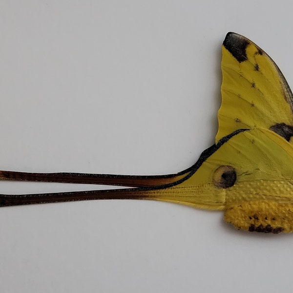 Papered/Unset/Unmounted/Folded Real butterfly, Madagascan Comet Moth, for Earring arts, crafts and jewellery, MALE